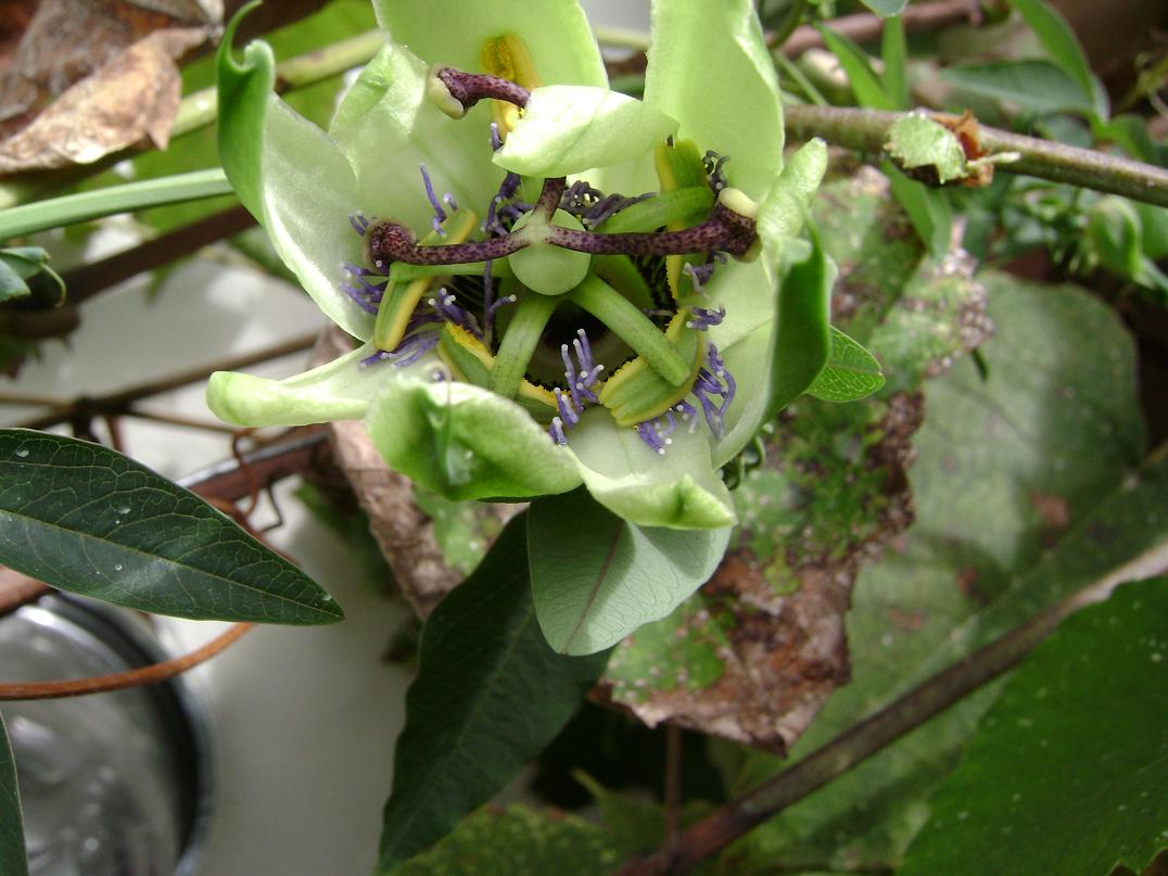 [Foto de planta, jardin, jardineria]