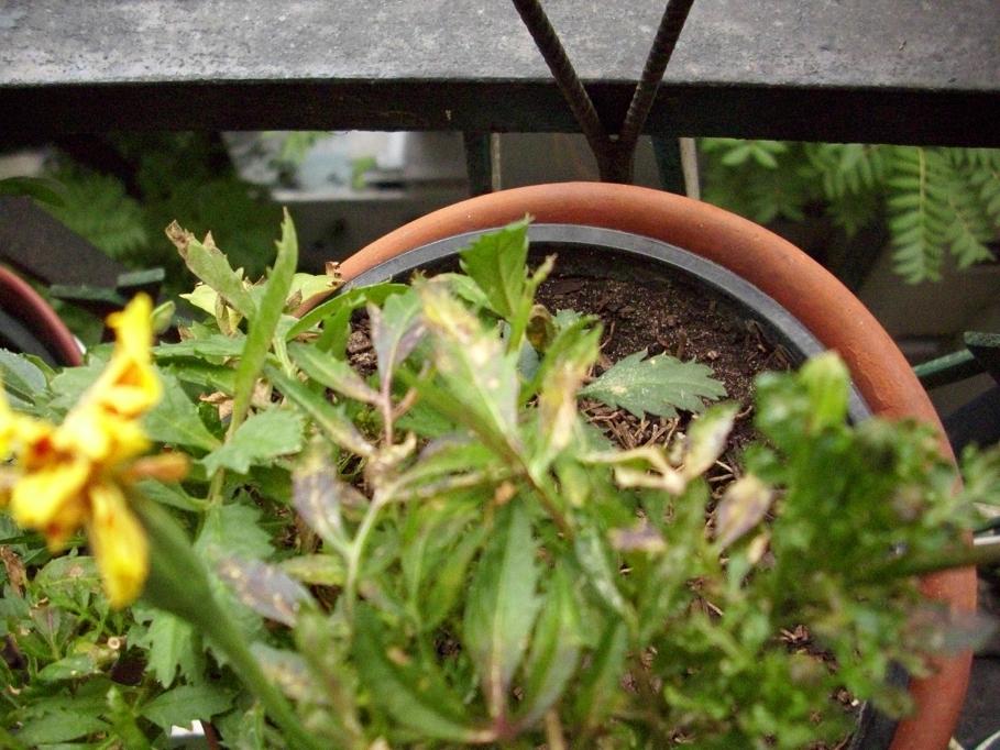 [Foto de planta, jardin, jardineria]
