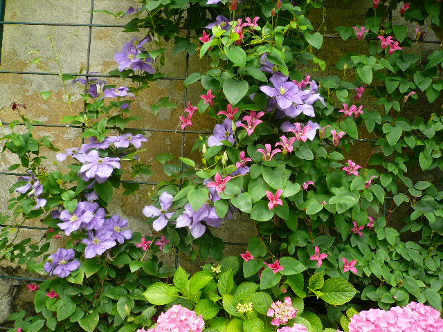 [Foto de planta, jardin, jardineria]