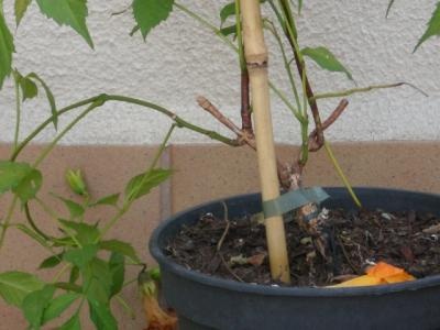 [Foto de planta, jardin, jardineria]