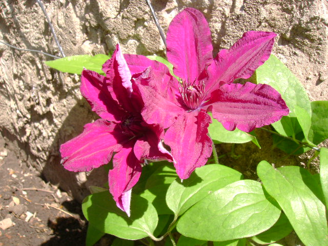 [Foto de planta, jardin, jardineria]