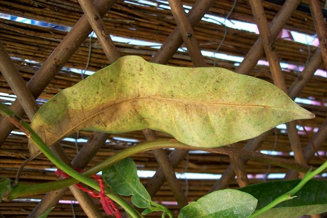 [Foto de planta, jardin, jardineria]