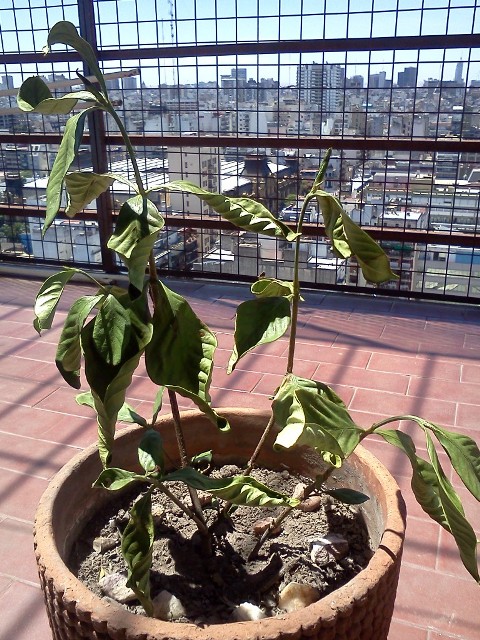 [Foto de planta, jardin, jardineria]