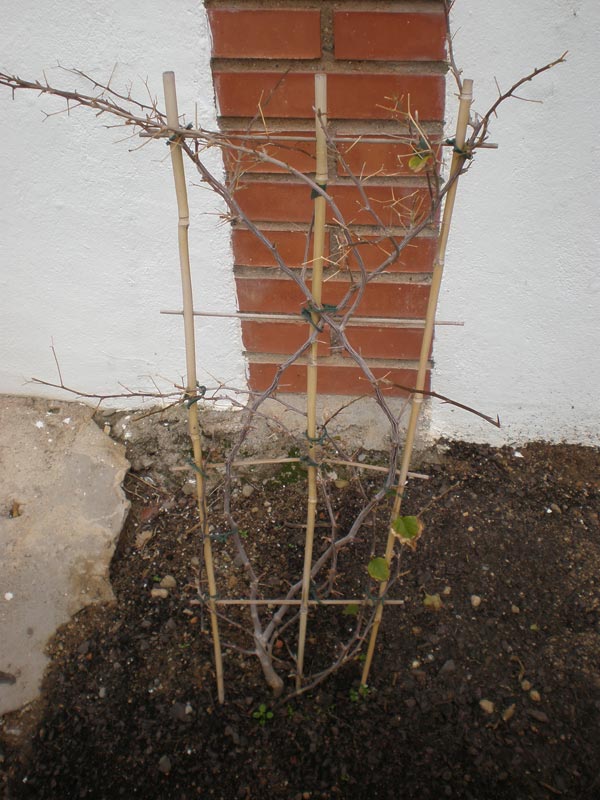 [Foto de planta, jardin, jardineria]