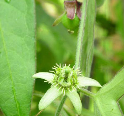 [Foto de planta, jardin, jardineria]