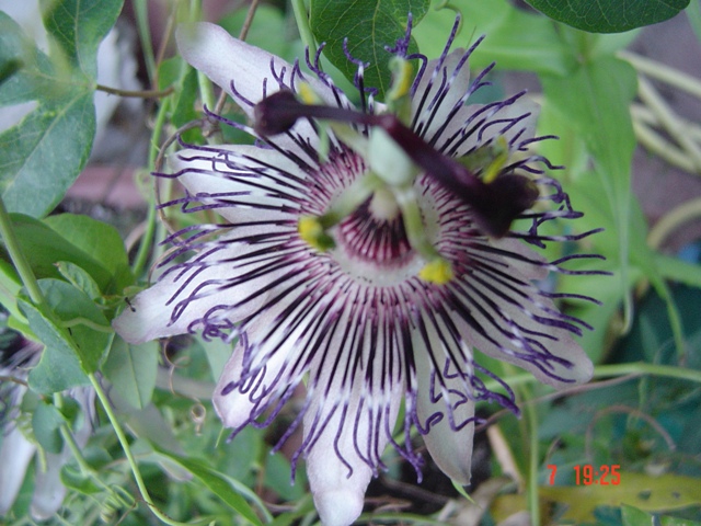 [Foto de planta, jardin, jardineria]