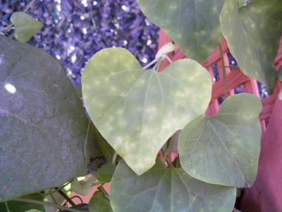 [Foto de planta, jardin, jardineria]