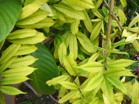 [Foto de planta, jardin, jardineria]