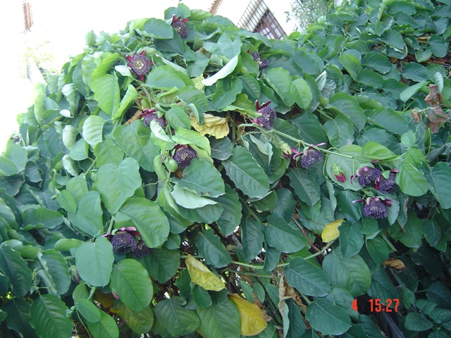 [Foto de planta, jardin, jardineria]