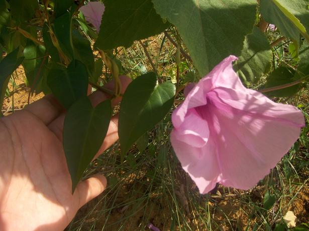 [Foto de planta, jardin, jardineria]