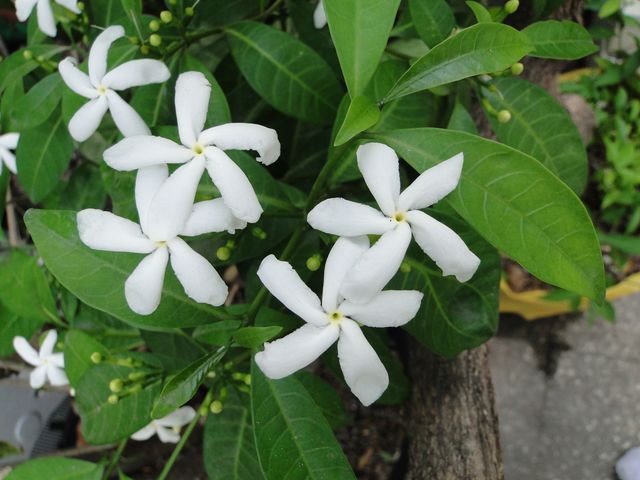 [Foto de planta, jardin, jardineria]