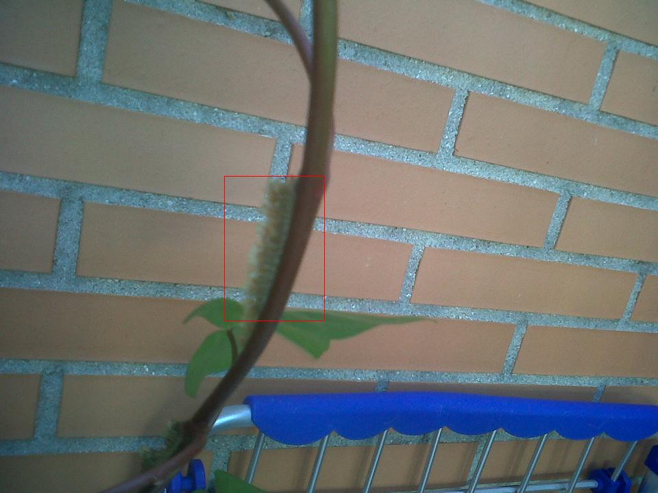 [Foto de planta, jardin, jardineria]