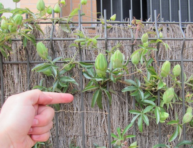 [Foto de planta, jardin, jardineria]