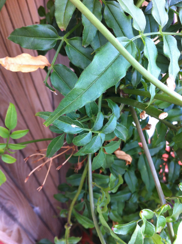 [Foto de planta, jardin, jardineria]