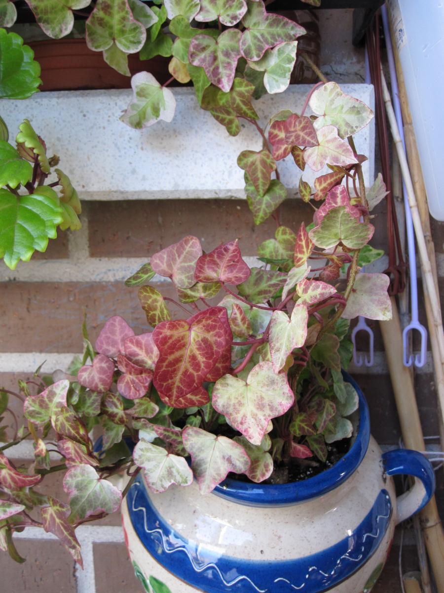 [Foto de planta, jardin, jardineria]