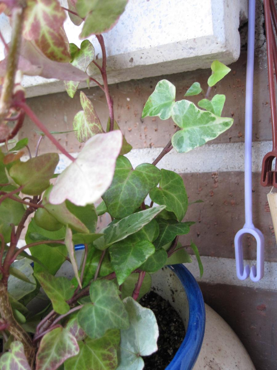 [Foto de planta, jardin, jardineria]