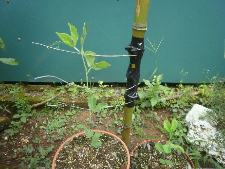 [Foto de planta, jardin, jardineria]