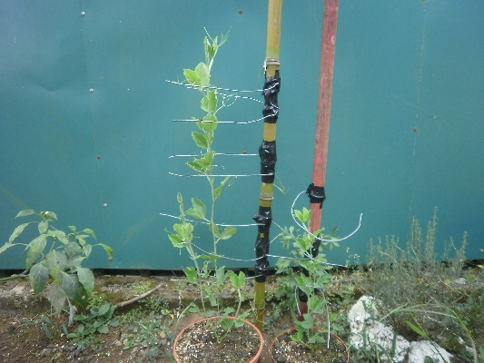 [Foto de planta, jardin, jardineria]