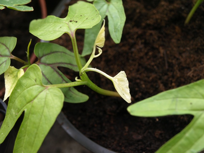 [Foto de planta, jardin, jardineria]