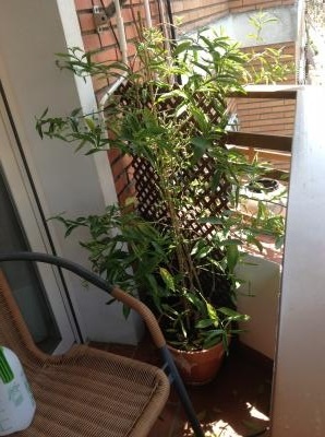 [Foto de planta, jardin, jardineria]