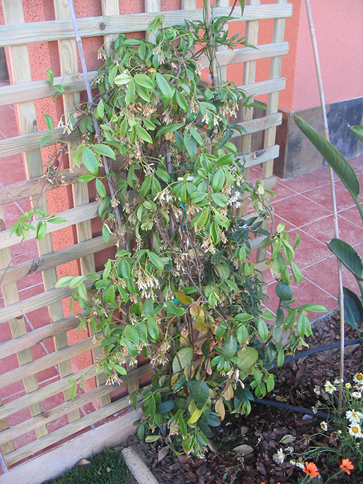 [Foto de planta, jardin, jardineria]