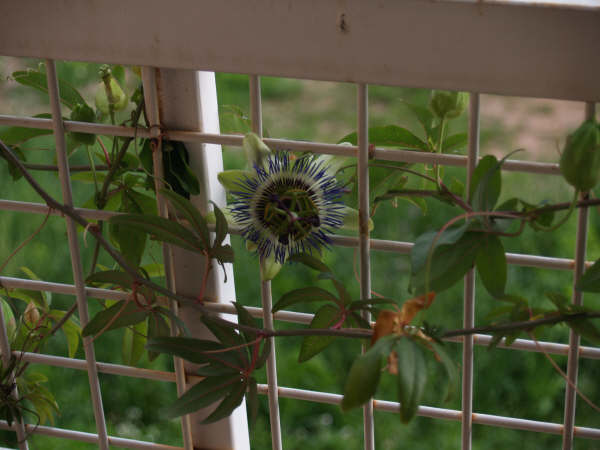 [Foto de planta, jardin, jardineria]