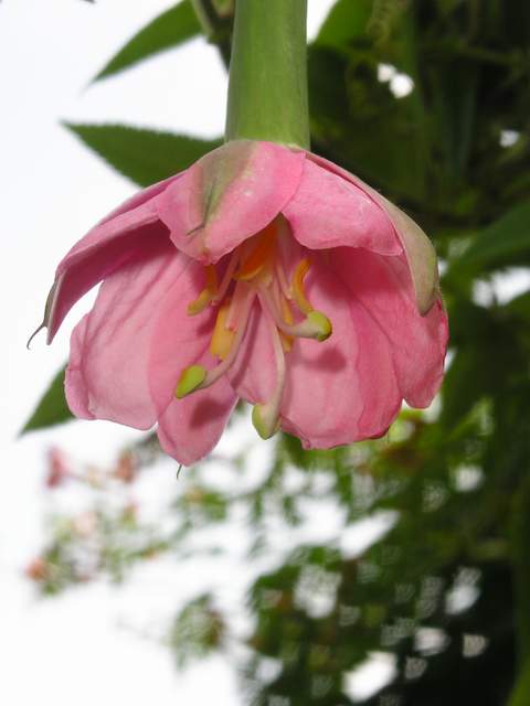 [Foto de planta, jardin, jardineria]