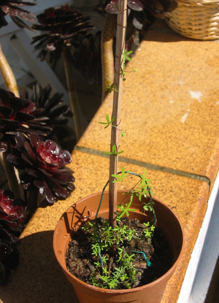 [Foto de planta, jardin, jardineria]