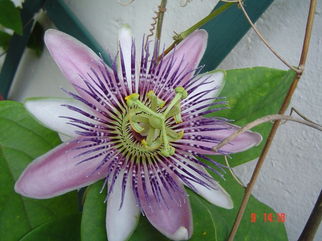 [Foto de planta, jardin, jardineria]