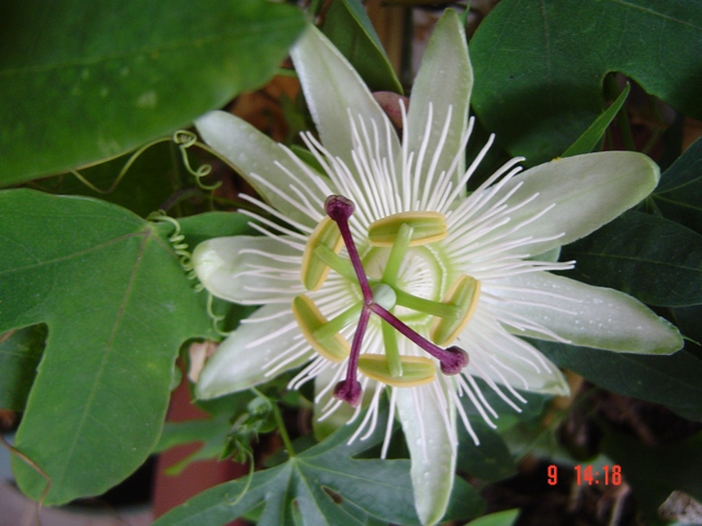 [Foto de planta, jardin, jardineria]