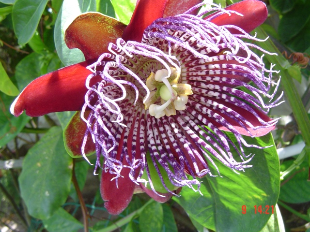 [Foto de planta, jardin, jardineria]