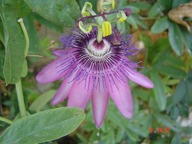 [Foto de planta, jardin, jardineria]