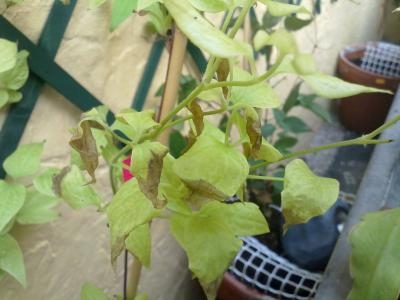 [Foto de planta, jardin, jardineria]