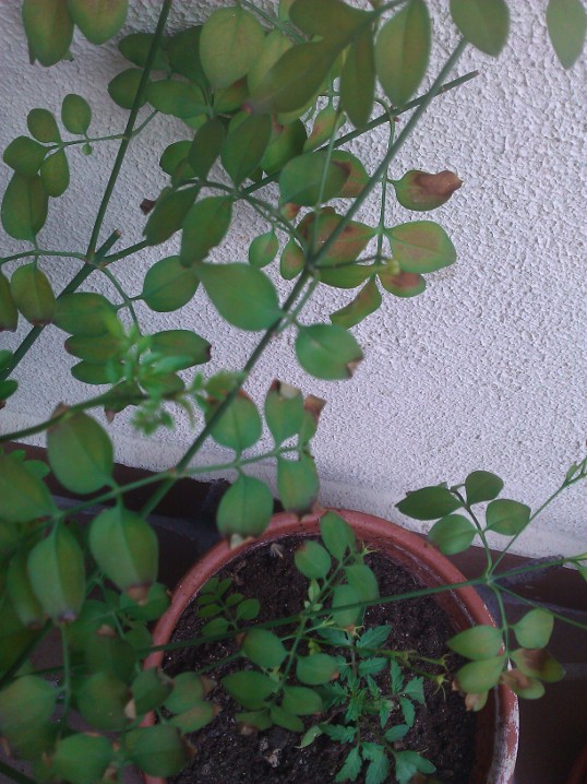 [Foto de planta, jardin, jardineria]