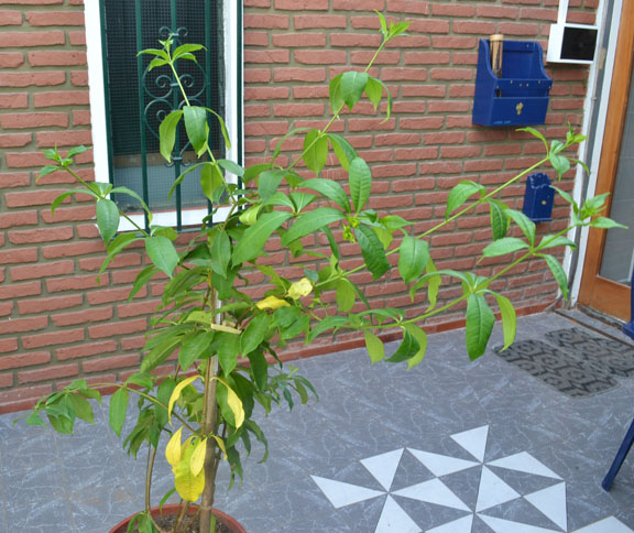 [Foto de planta, jardin, jardineria]