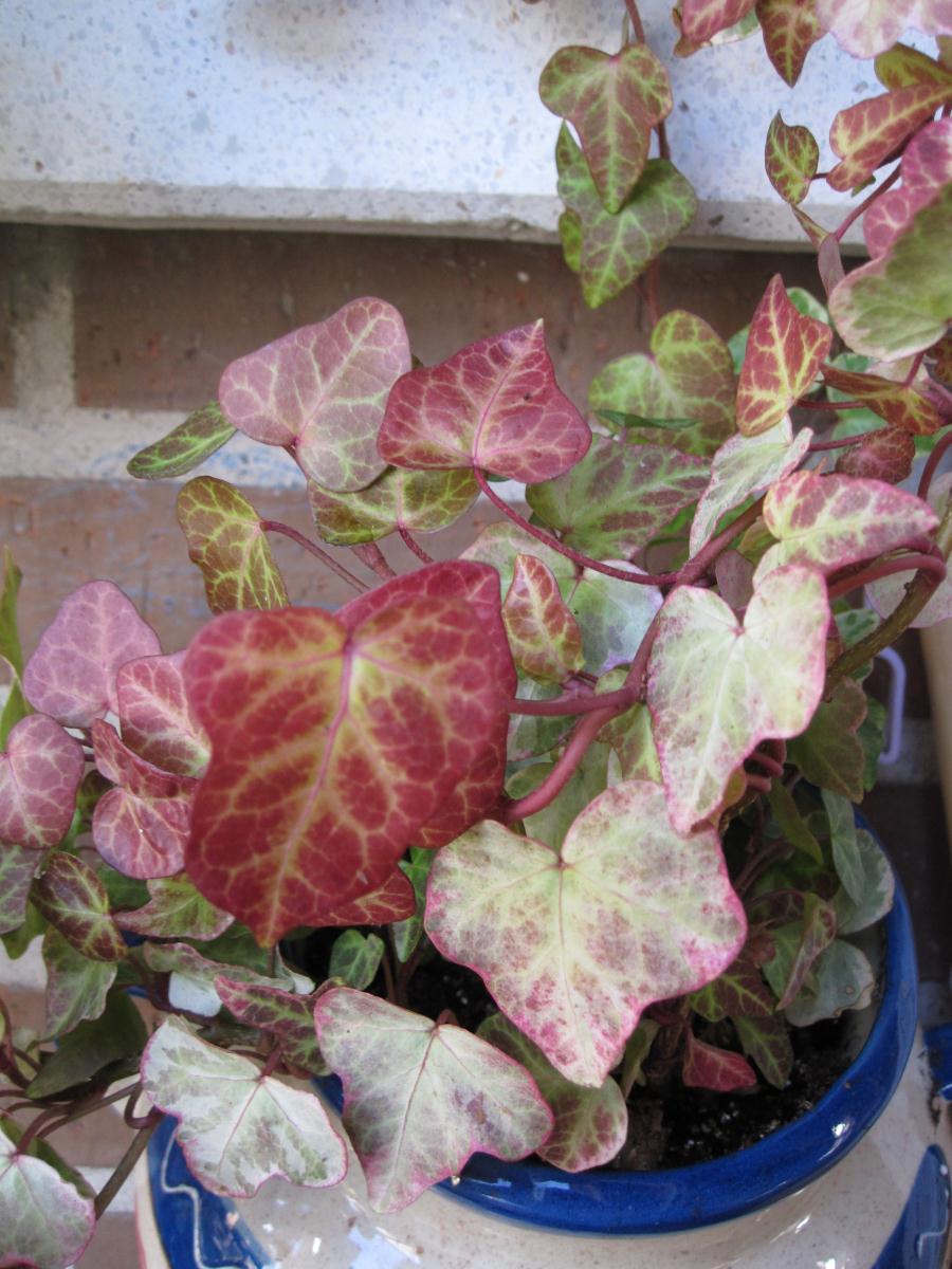 [Foto de planta, jardin, jardineria]