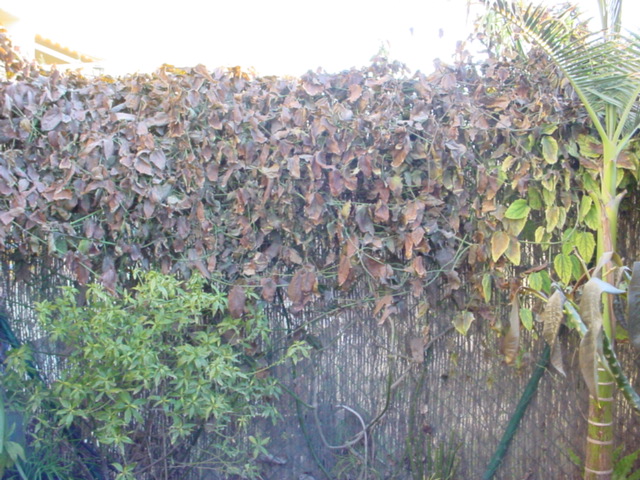 [Foto de planta, jardin, jardineria]