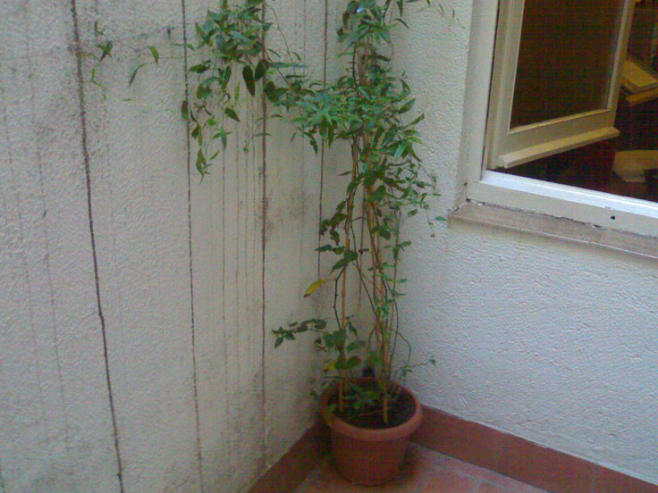 [Foto de planta, jardin, jardineria]