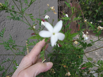 [Foto de planta, jardin, jardineria]