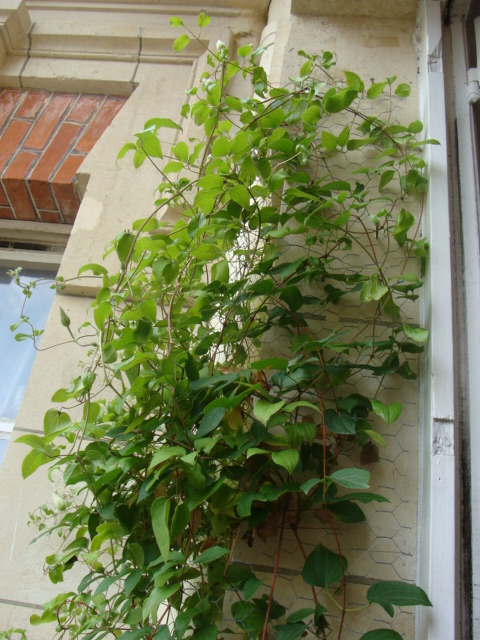 [Foto de planta, jardin, jardineria]