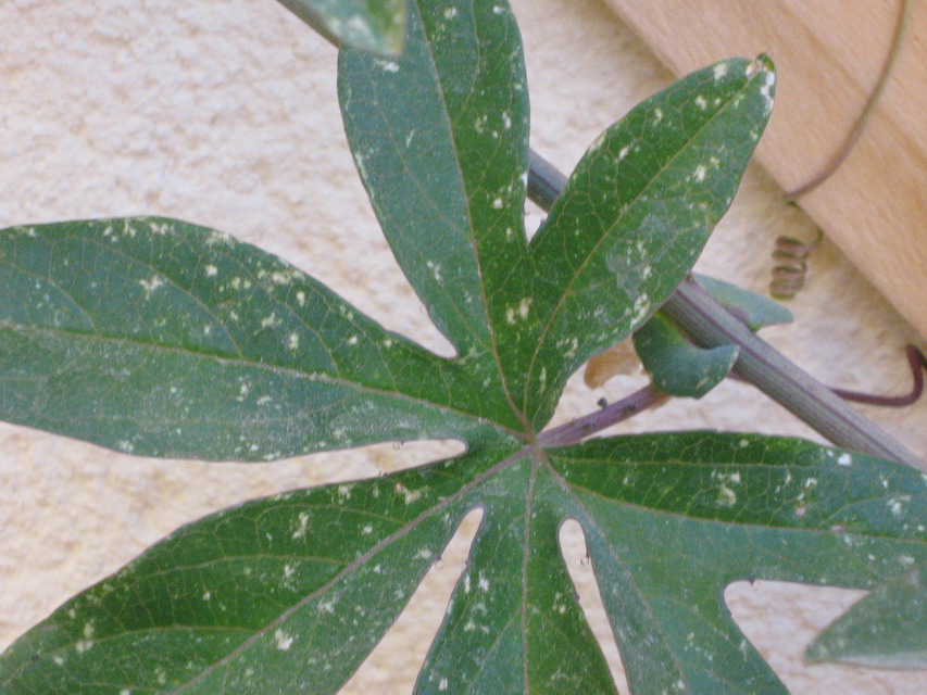 [Foto de planta, jardin, jardineria]