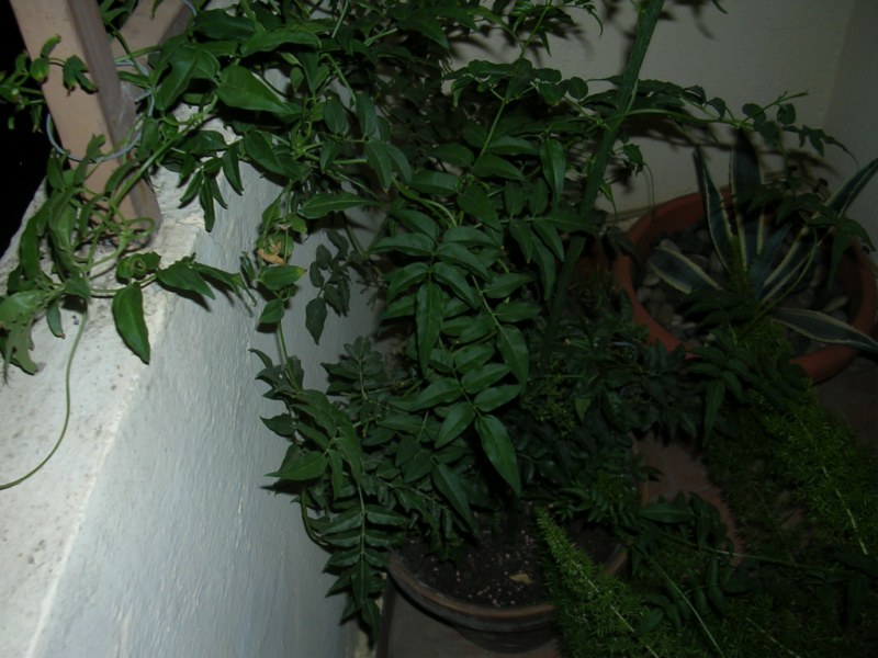 [Foto de planta, jardin, jardineria]