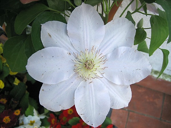 [Foto de planta, jardin, jardineria]
