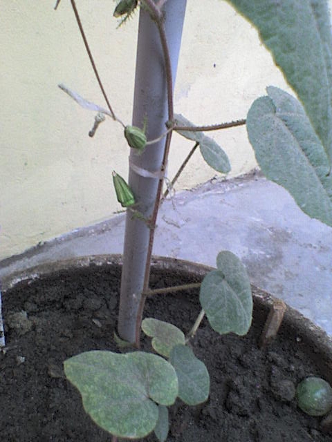 [Foto de planta, jardin, jardineria]