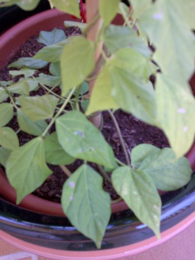[Foto de planta, jardin, jardineria]
