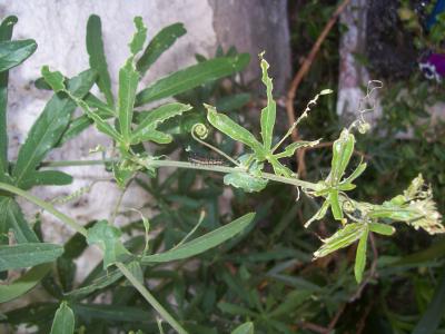 [Foto de planta, jardin, jardineria]