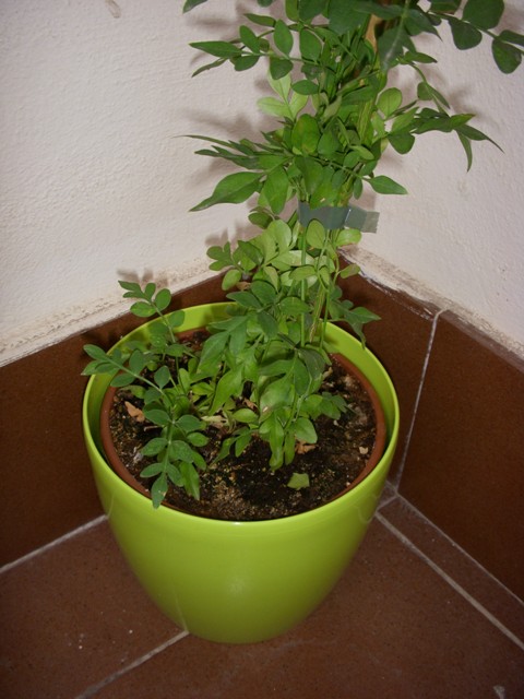 [Foto de planta, jardin, jardineria]