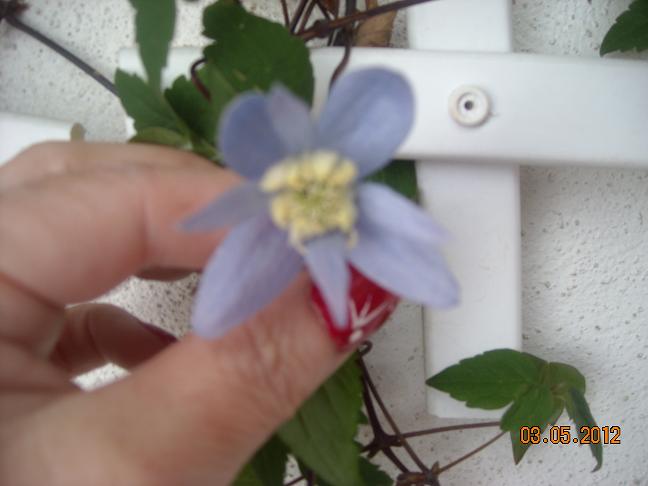 [Foto de planta, jardin, jardineria]