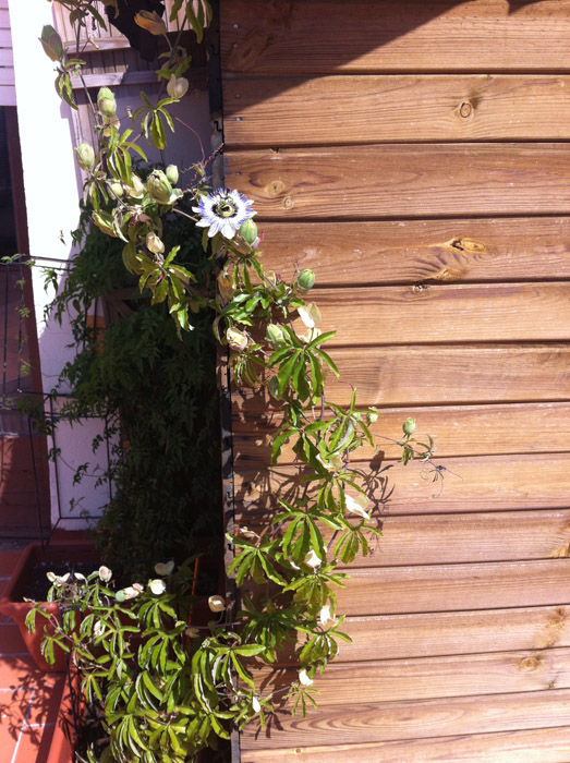 [Foto de planta, jardin, jardineria]