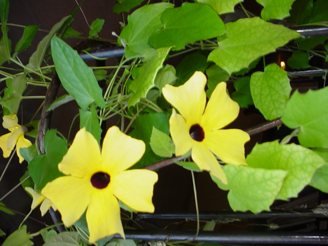 [Foto de planta, jardin, jardineria]